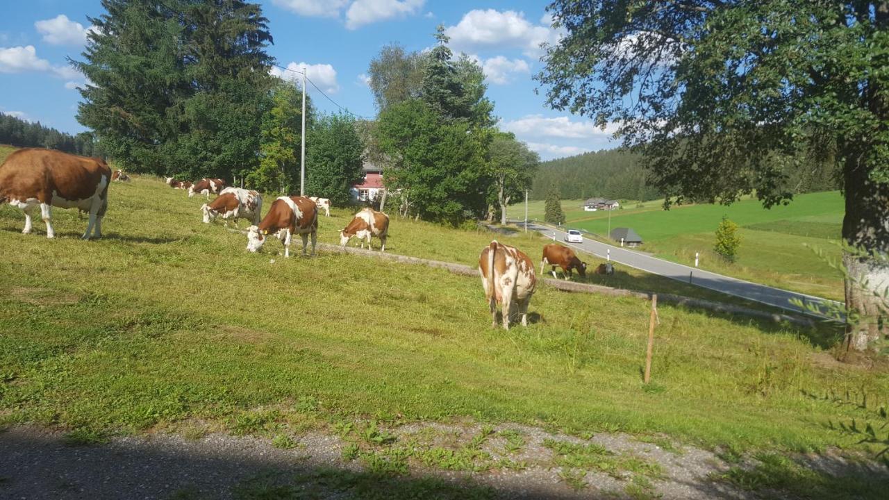 Rehblick * Eisenbach (Breisgau-Hochschwarzwald)