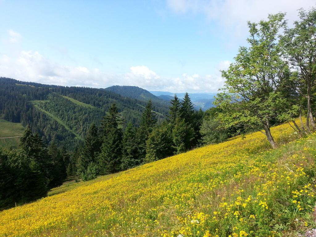 Rehblick Eisenbach (Breisgau-Hochschwarzwald)