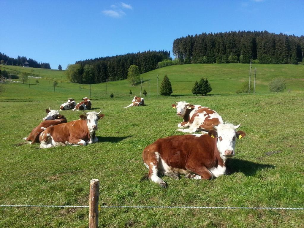 Rehblick Apartment Eisenbach (Breisgau-Hochschwarzwald)